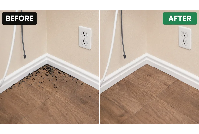 Before and after odor removal and sanitization after professional dead rodent cleanup.