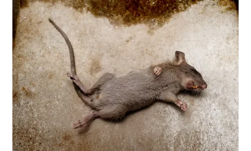 Dead rodent and odor removal service in Toledo, OH