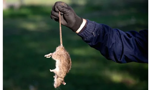 Rat removal service icon for Toledo, OH homes