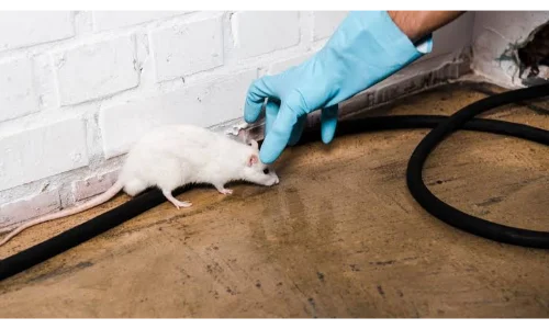 Mice control service for Toledo, OH kitchens and basements