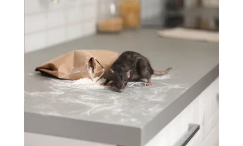 Mouse activity near food storage in a Toledo, OH kitchen